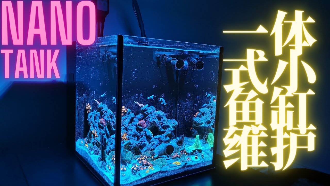 迷你海水缸的维护【维护一个海缸有多复杂？】