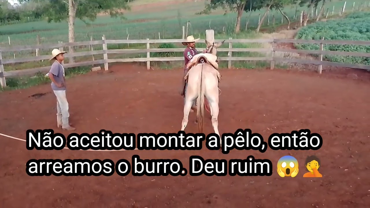 Estava indo bem com o burro baio, até que resolvemos arrear o burro. Deu ruim 😱🤦