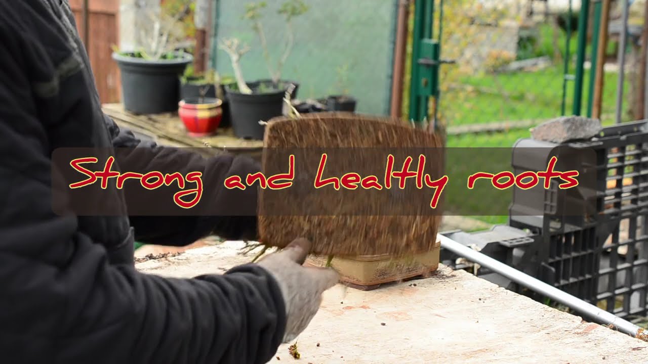 fraxinus bonsai , work in progress