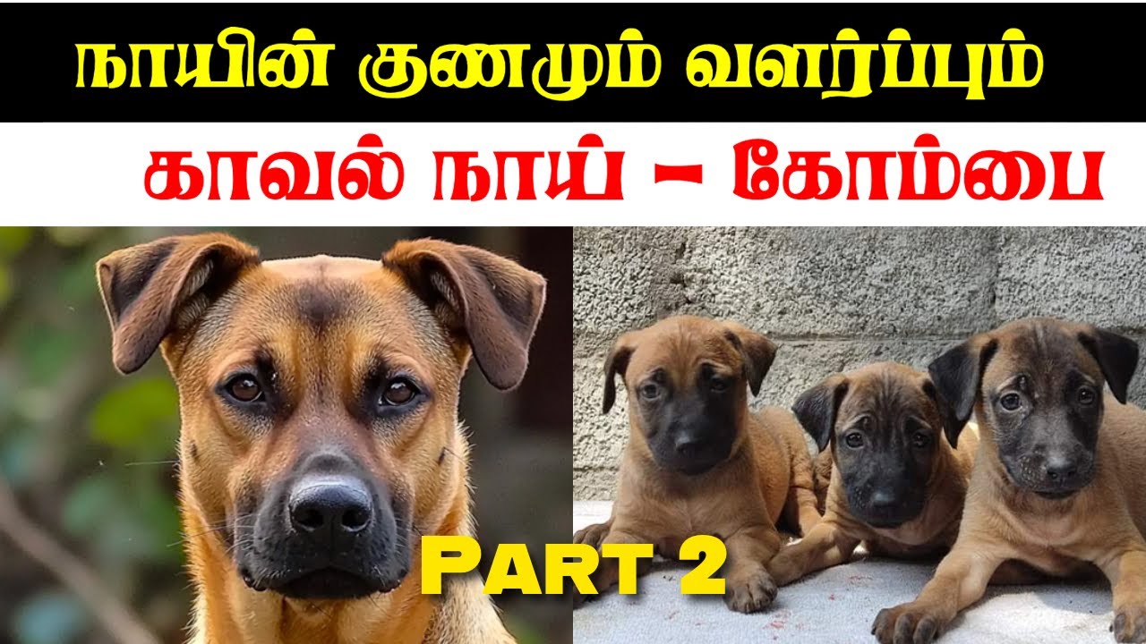 Kombai – Not for Everyone | How to Keep Them Right & Understand Their Character