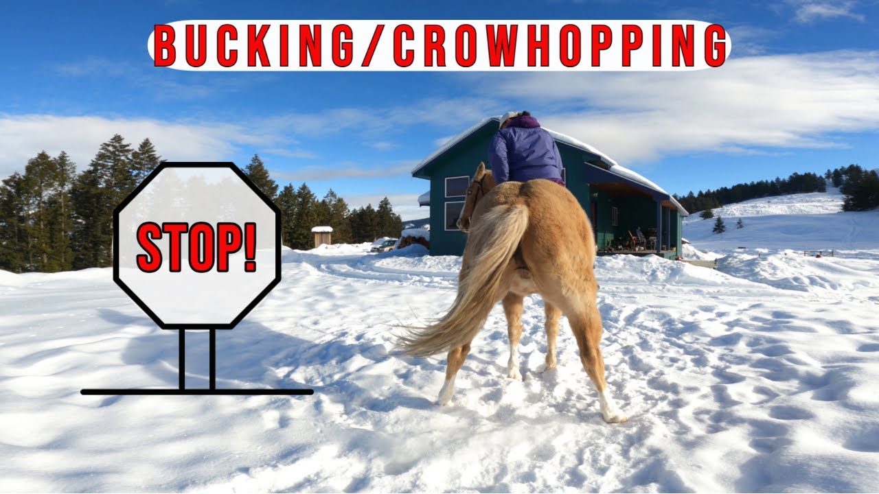 WHAT TO DO WHEN A HORSE BUCKS/CROW HOPS