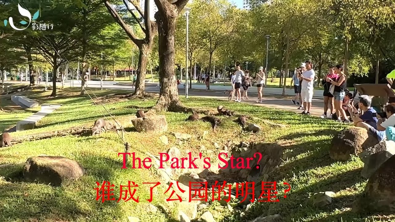 【碧山-宏茂桥公园】成为各种动物的天堂 人与自然可以这么和谐 | 碧山-宏茂桥公园  | Bishan Ang Mo Kio Park