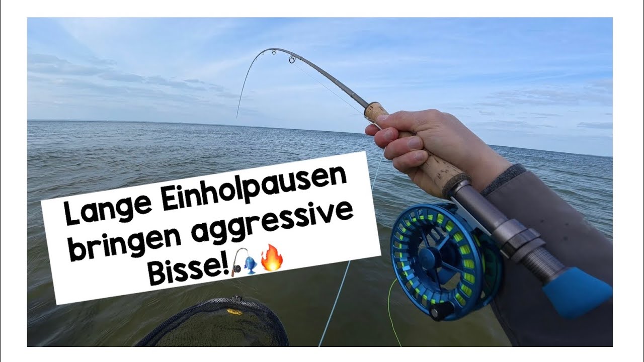 Etwas Ostseesilber nach der Arbeit / Fliegenfischen auf Meerforelle 