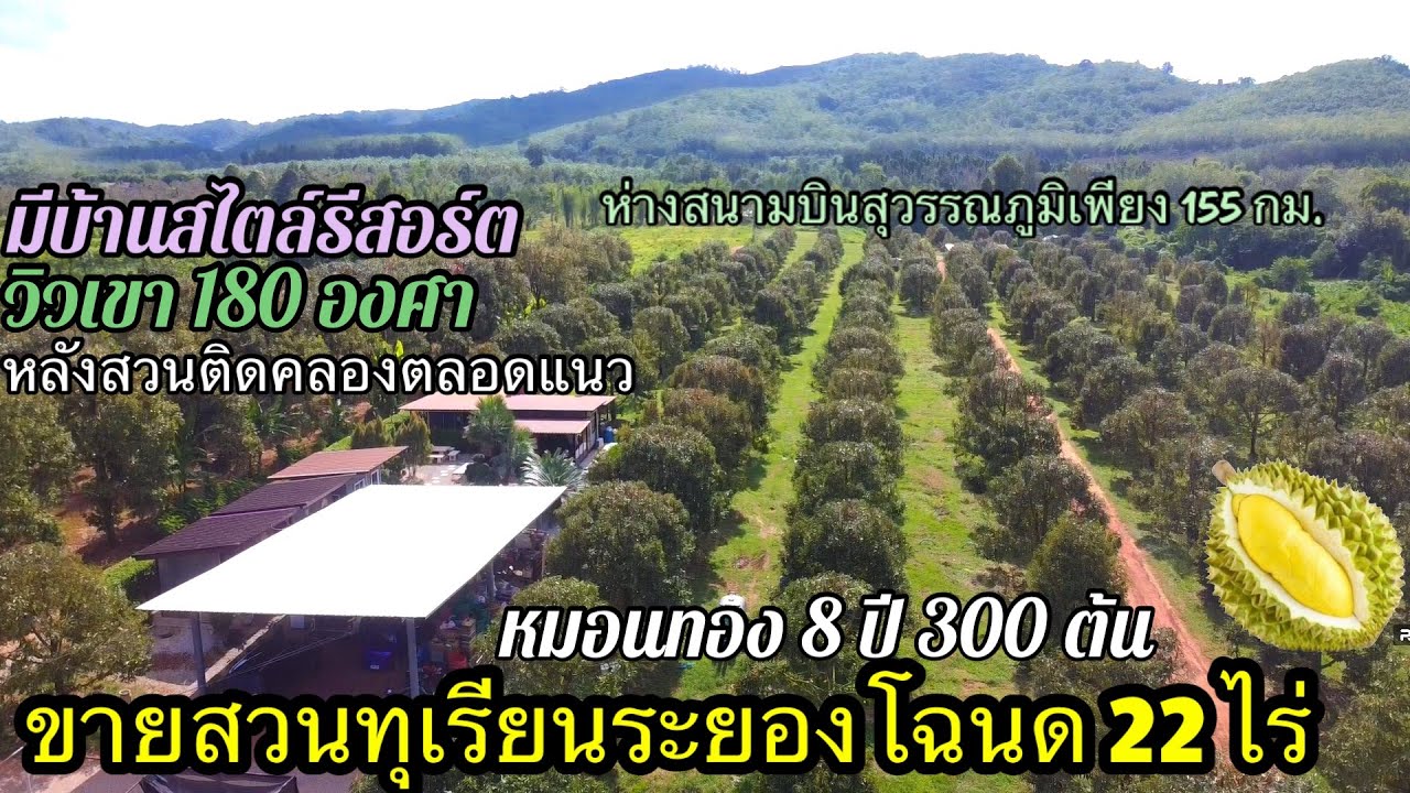 Ep.341 ขายสวนทุเรียนระยองโฉนด 22 ไร่ ขาย28 ล้านบาท มีบ้านสวนรีสอร์ท ติดคลอง วิวเขา 0890986866 หนู