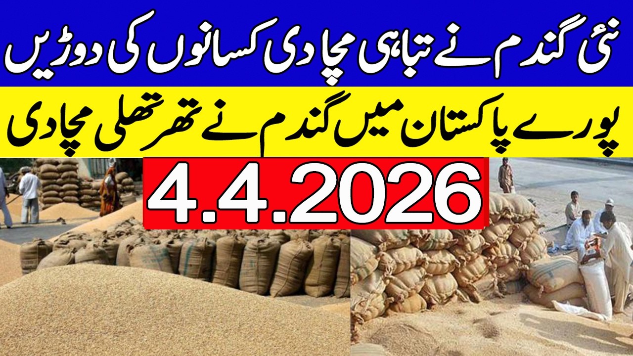 New Gandum Rates Today ! Wheat Price 2026