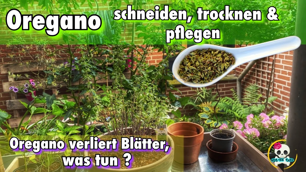 Oregano schneiden | pflegen / Oregano ernten & trocknen | Oregano verliert Blätter |