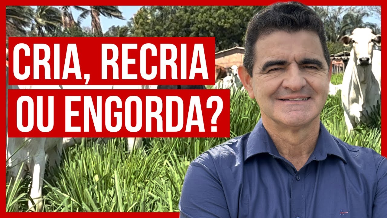 CRIA, RECRIA ou ENGORDA? Tudo o que você precisa saber sobre BOVINOS DE CORTE