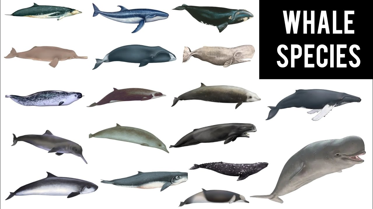Types of WHALE species || 40 most common whale species