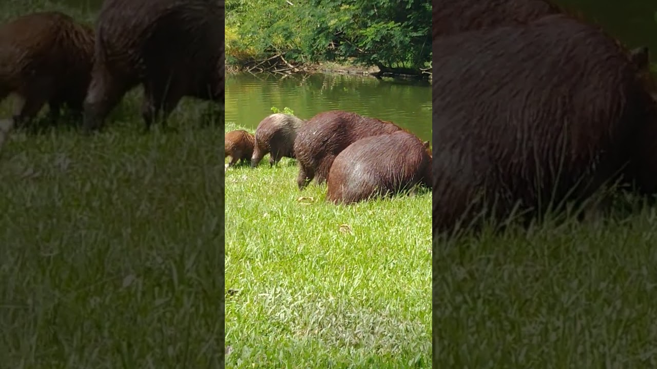 Capiv&aacute;rias da Rural #capivara #ufrrj #serop&eacute;dica