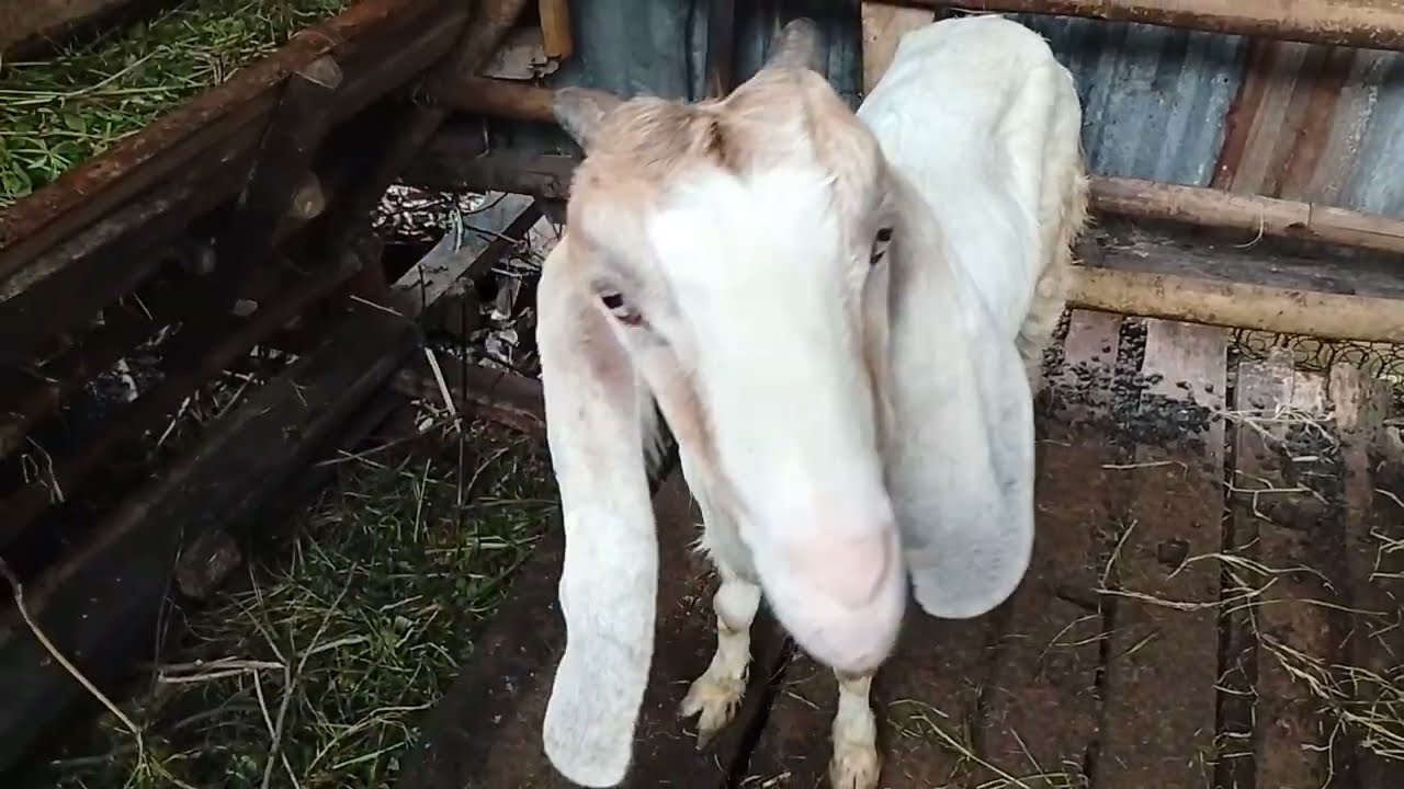 Vito Albani: Kenzo Tiba-tiba Keluar Dari Kandang #kambingqurban #bekasi #bekasiselatan #kambing 