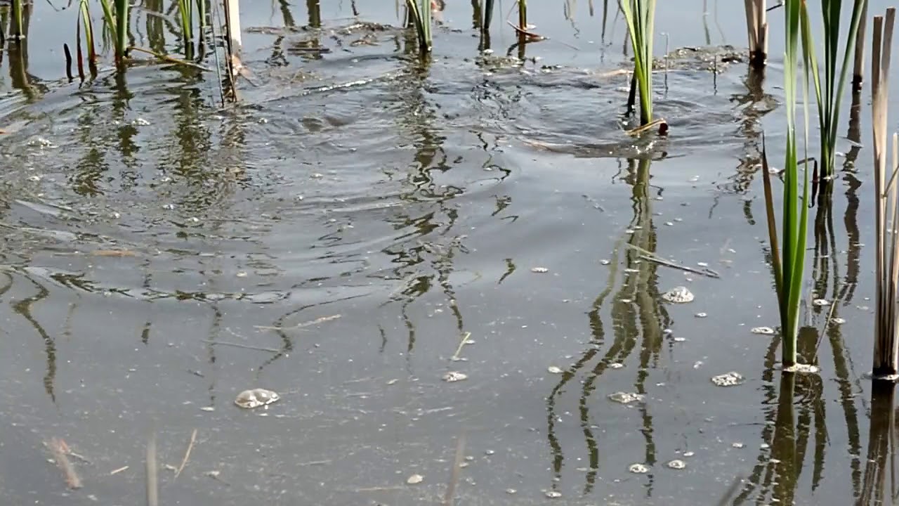 Spring Cottage Fisheries Oak Pool Spawning May 2018