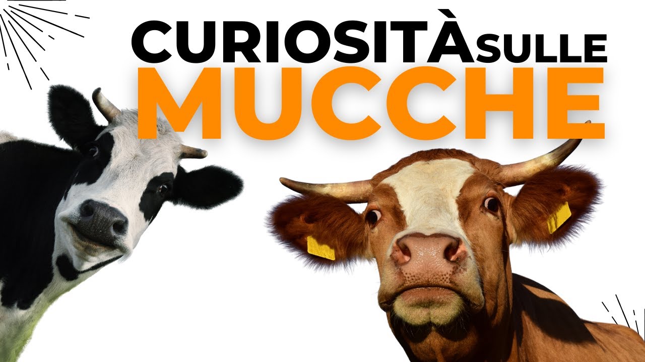 Alla scoperta delle Mucche - Documentari di animali per bambini