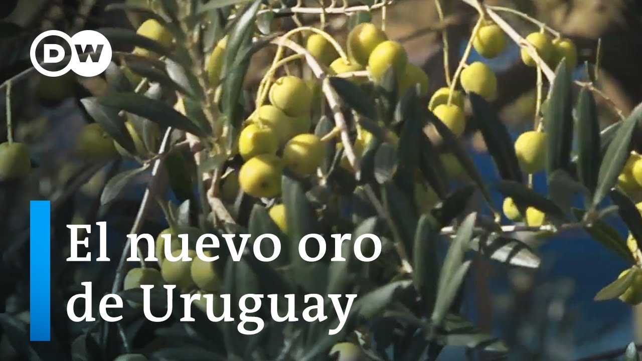 El nuevo oro de Uruguay | Sabor Saber DW