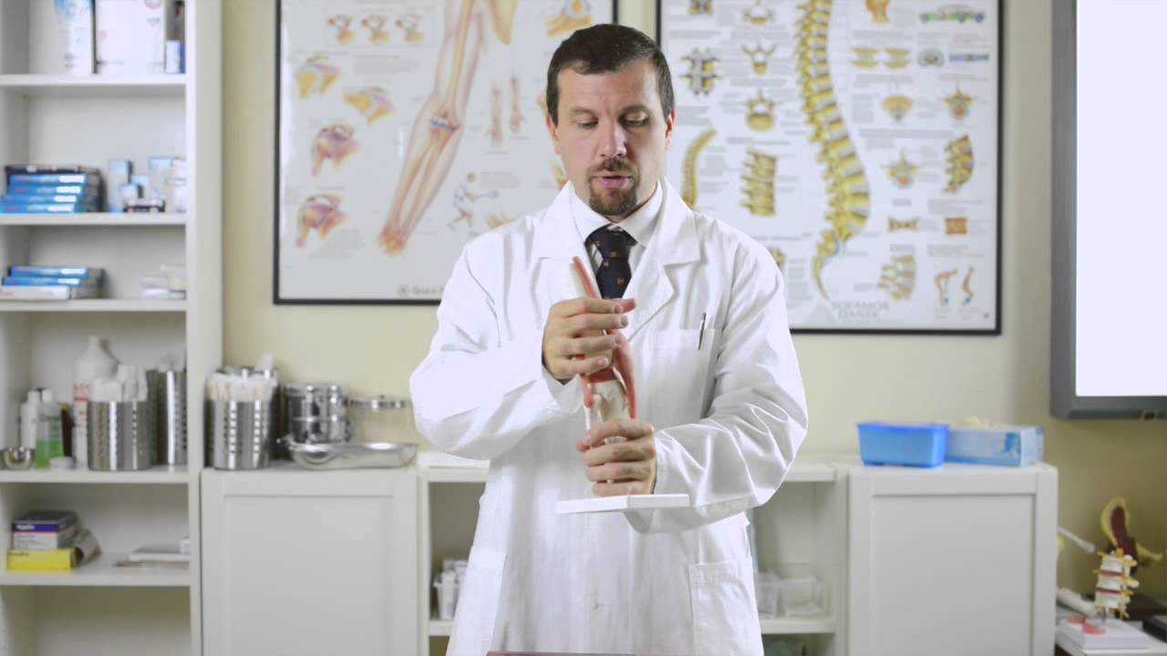 Medici Online - I legamenti crociati e la loro funzione