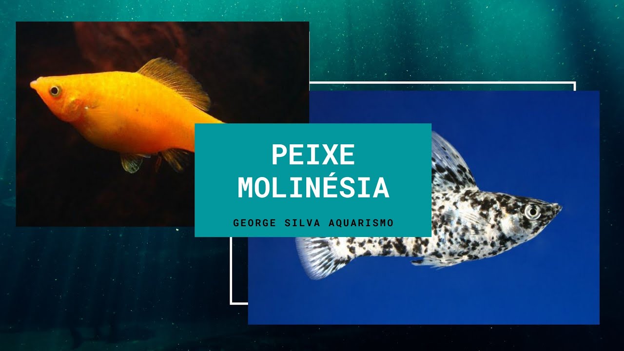 Peixe Molinésia