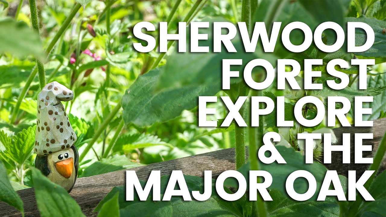Sherwood Forest Explore & The Major Oak &bull; Featuring Pasquale The Penguin