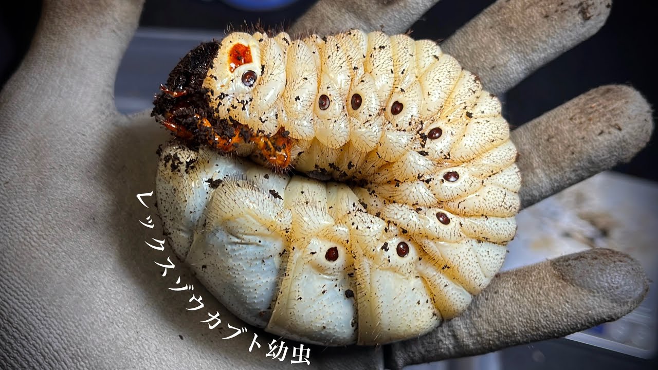 【1年経過】レックスゾウカブトの幼虫体重測定【クワガタ飼育】