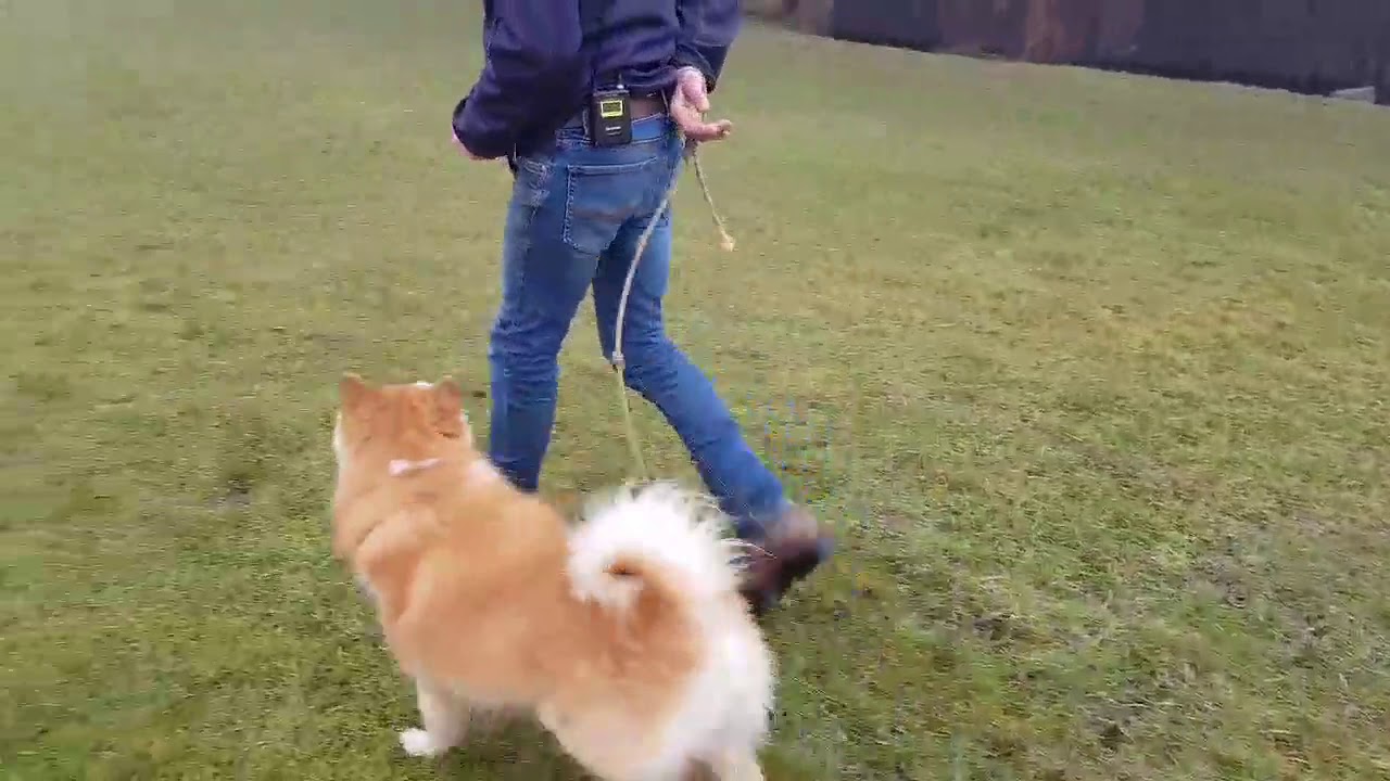 PÅ 3 MIN   STOPPEDE HUNDEN MED AT TRÆKKE