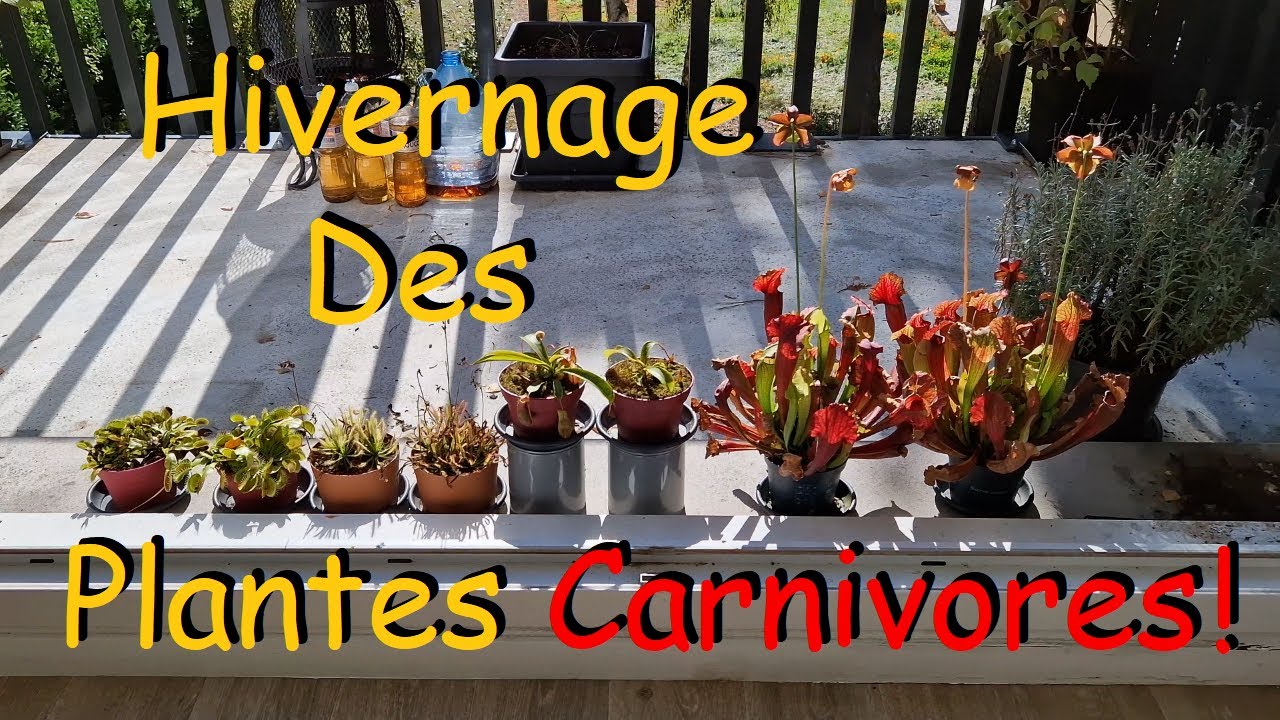 Hivernage des Plantes Carnivores.
