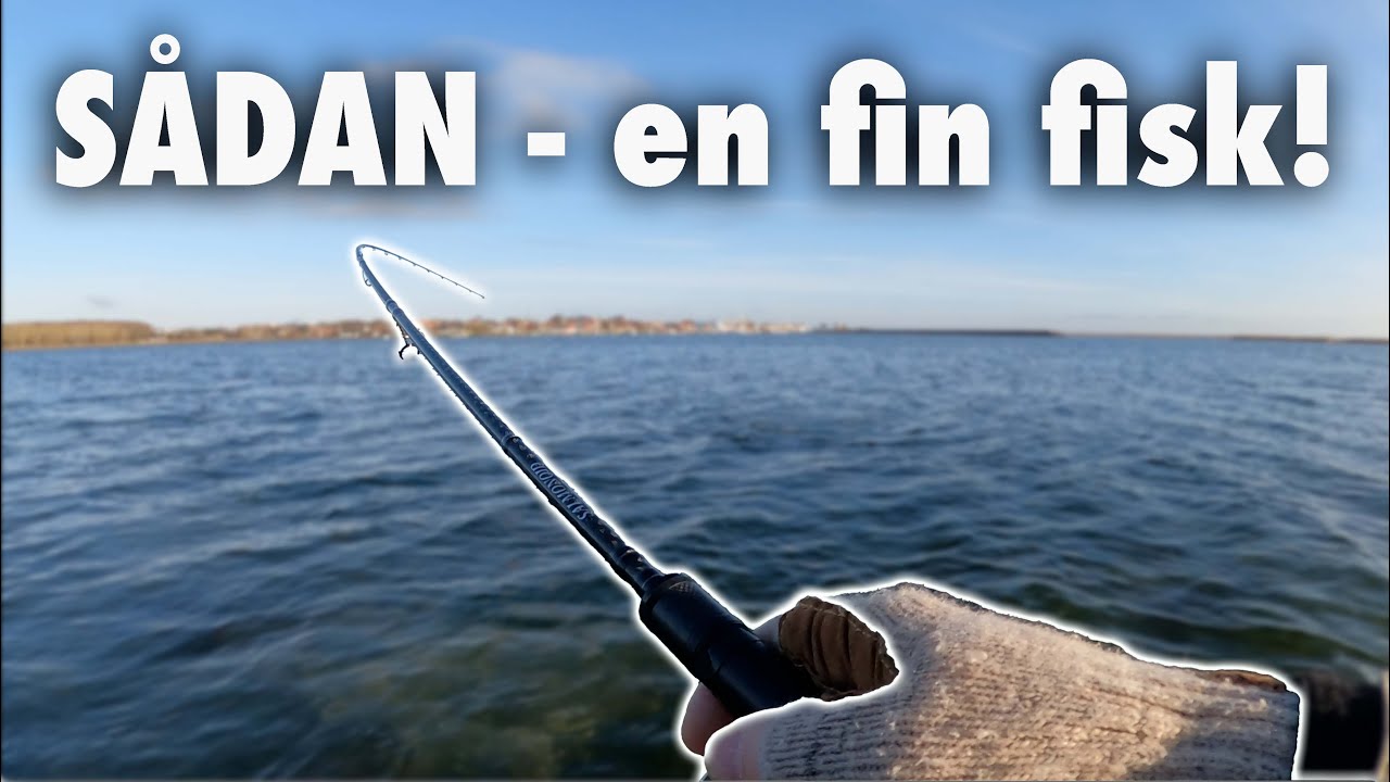 STO SeaTrout Open 🎣 Ærø, Mega fin fisk 🐟 Havørredfiskeri