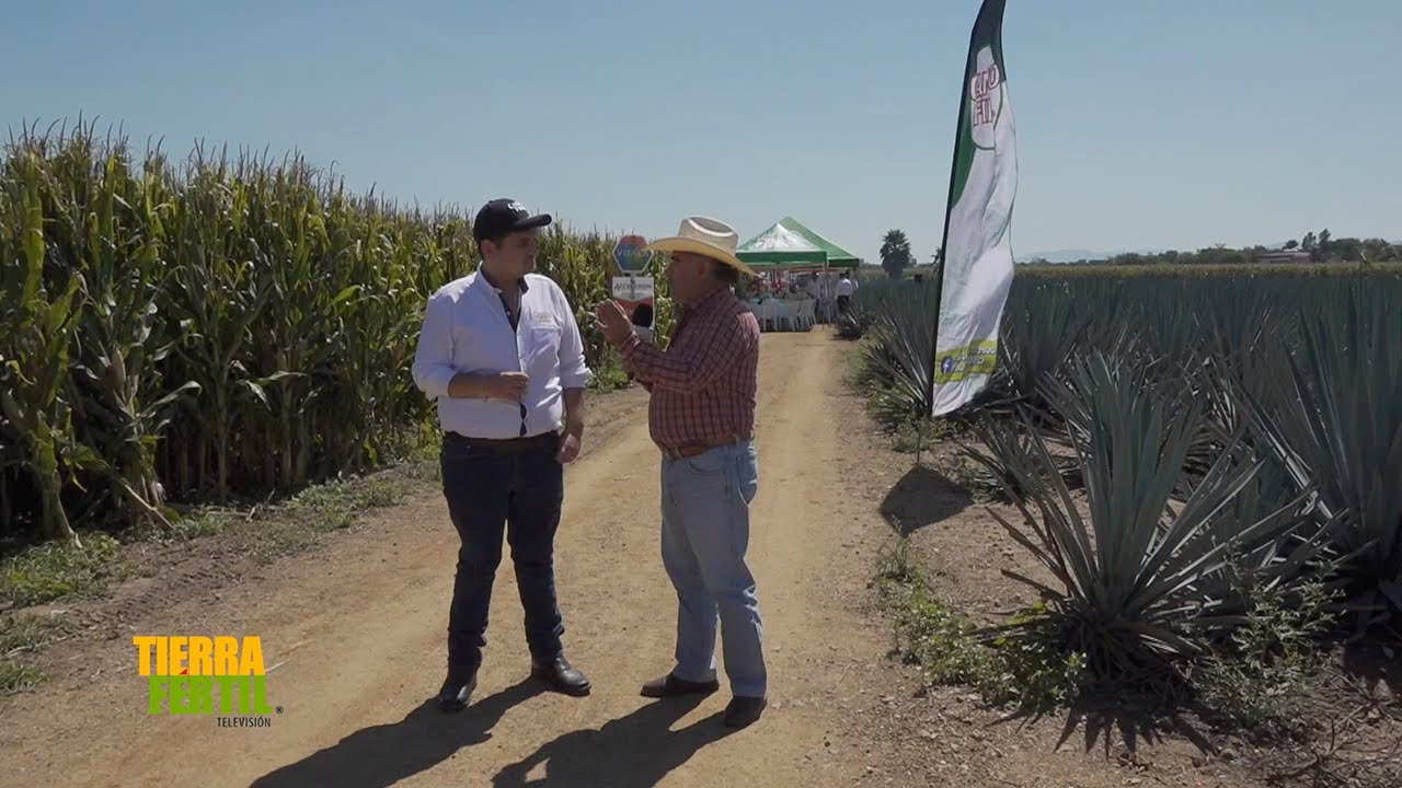 Tierra Fértil Tv-Campo Fino, presentación de nuevo híbrido de la marca ASGROW (02.11.24)