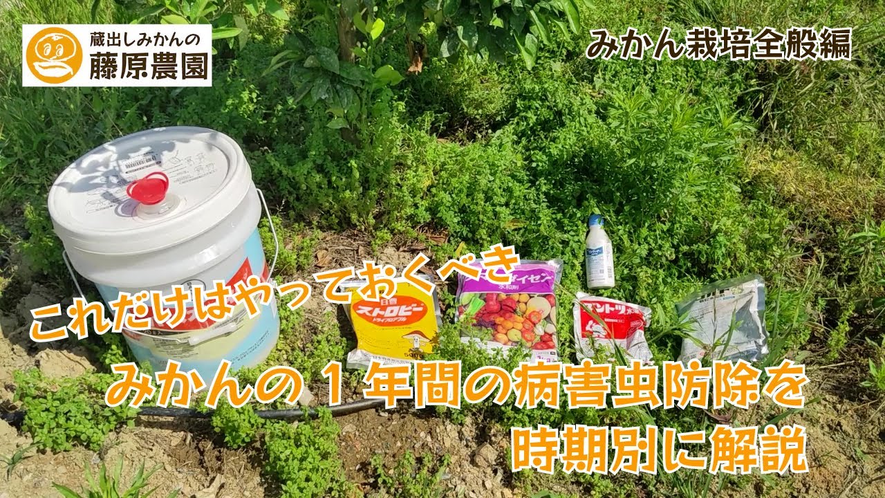 みかんの農薬散布、病害虫防除の基本を解説～成木の1年間のこれだけはやっておいた方がいい農薬による防除を時期別に解説します～