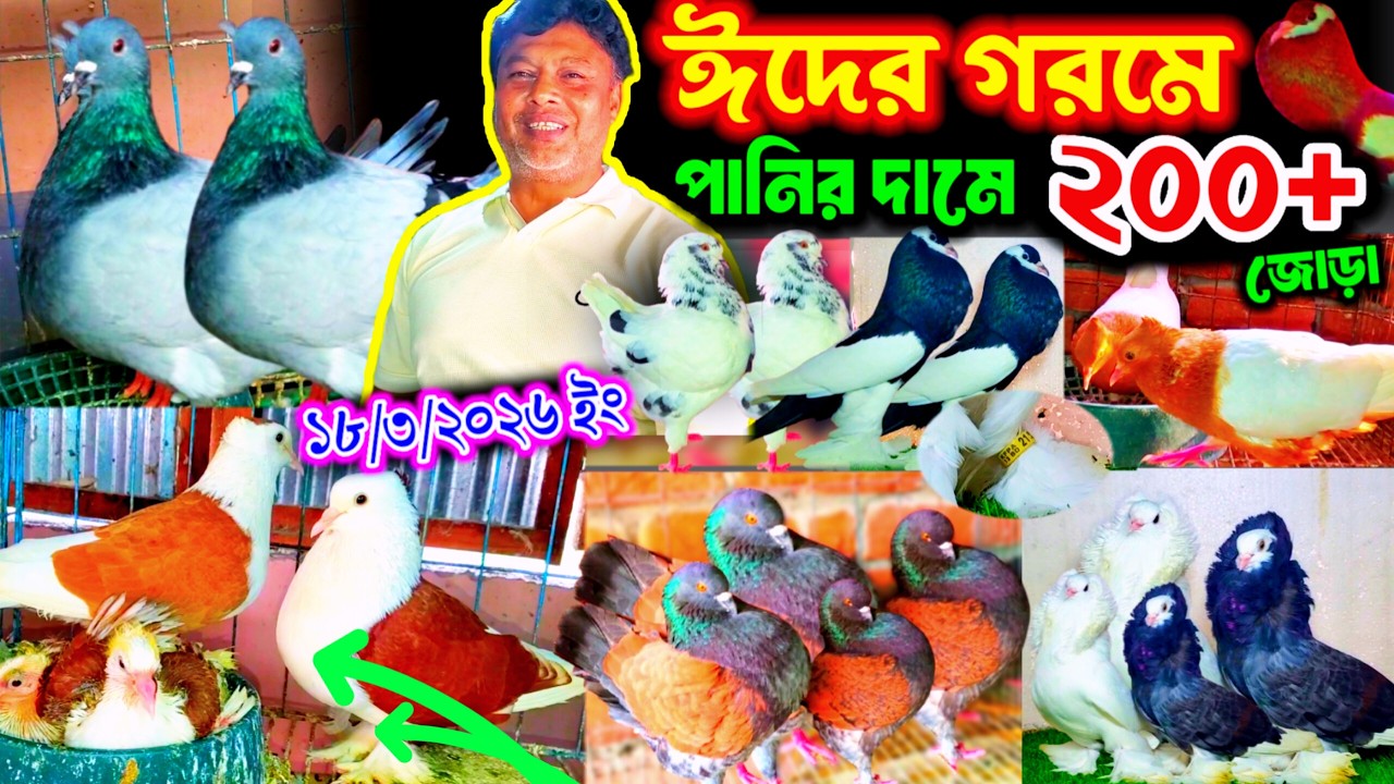 ২০০+ জোড়া ফেন্সি কবুতরে ৫০% ডিসকাউন্ট অফার | মডেনা সুকিং লাহরী পুটার ও রেসার কবুতর কিনুন পানির দামে