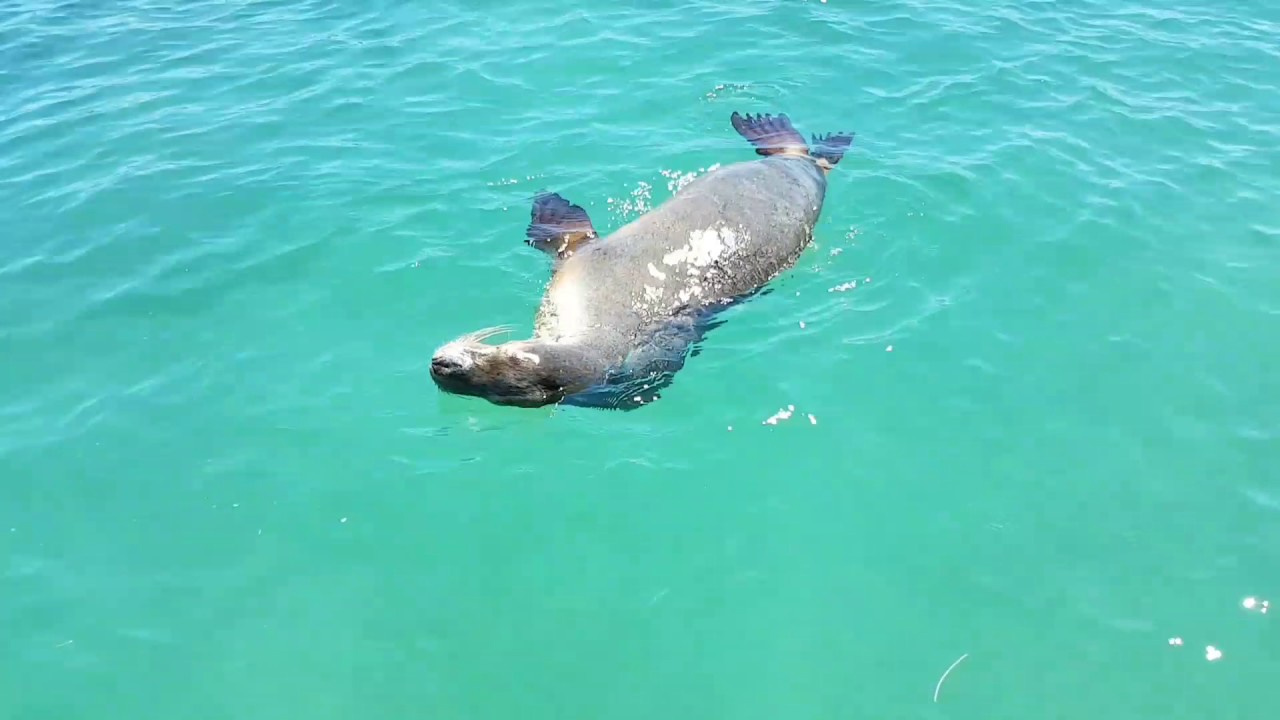 Geraldton foreshore seals - Han Jie WA