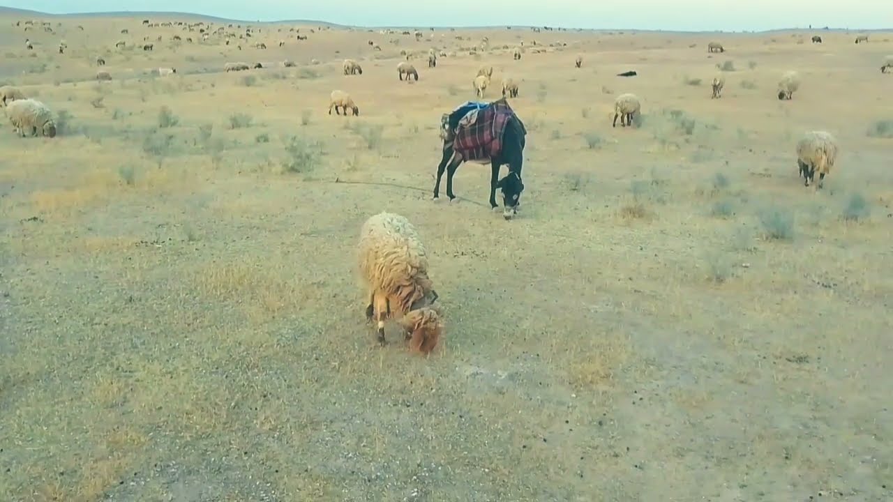 احمد عزيز الجبوري بجت عيني عليهم@ غنم الرقة
