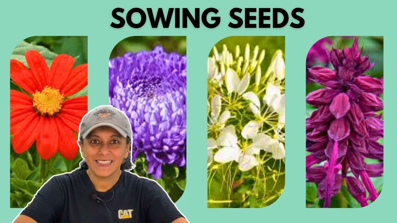 Grow Aster Cleome Salvia Tithonia From Seed | Sowing Seeds