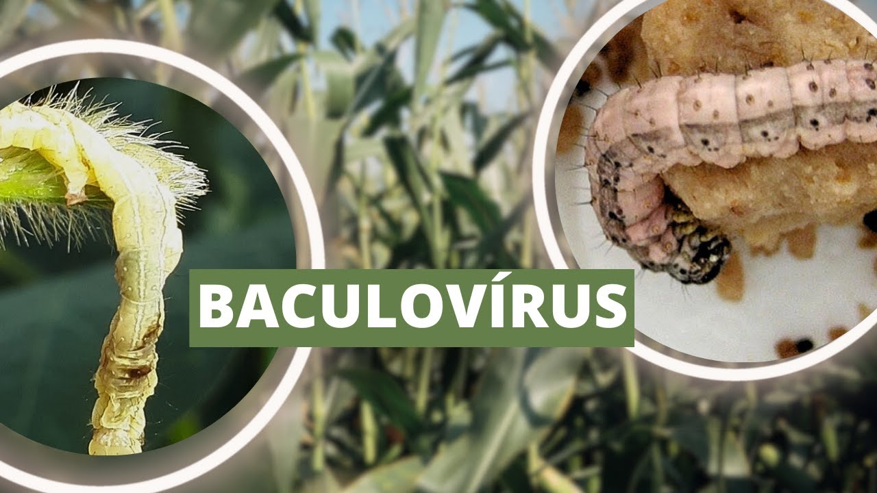 Controle biol&oacute;gico de pragas: Conhe&ccedil;a o baculov&iacute;rus e como ele pode ajudar no agro