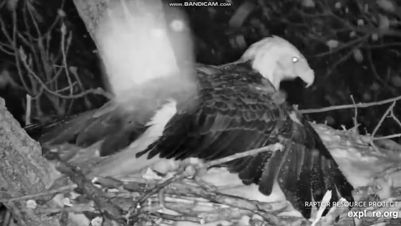 Bielik amerykański  Decorah Eagles Iowa Explore.org - zimowa noc HM2 & 🥚zmiana HD za HM2 2026 02 20