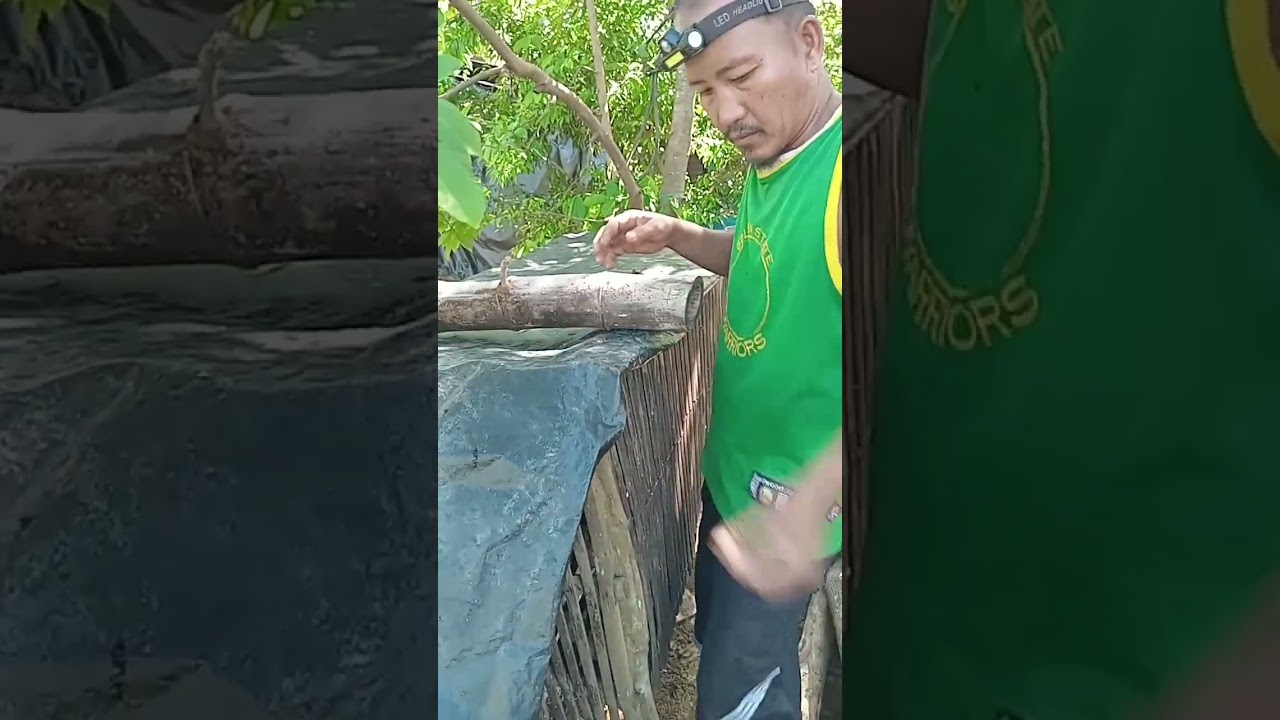 Late upload, ang paglliipat ko sa kanilang kulungan ang mga alagang sisiw ng mga inahing manok 