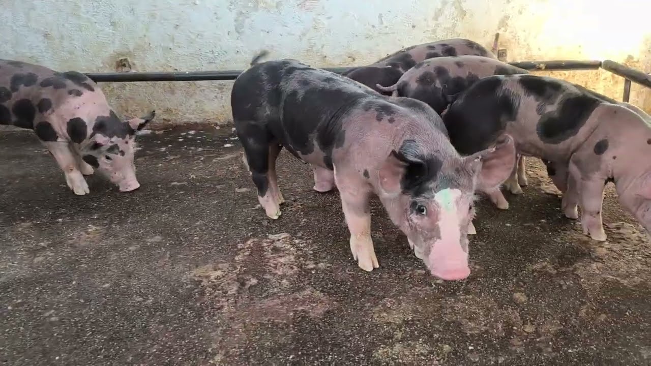 Desmame dos leitões 11kg com 30 dias de nascidos.