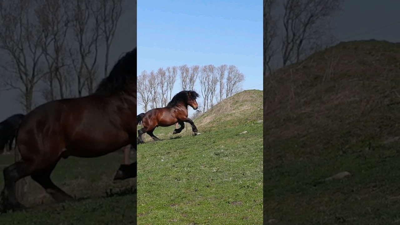 AMAZING Draft Horse Stallion!