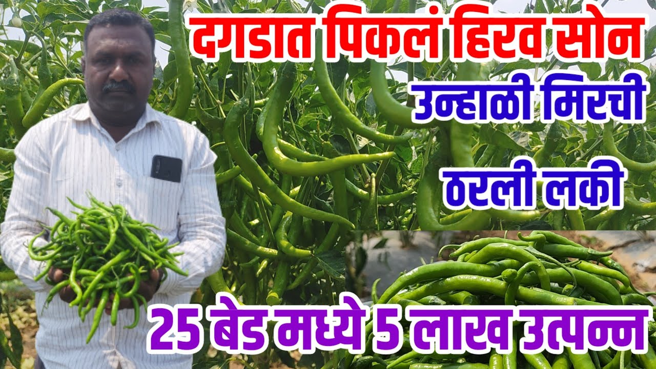 25 बेड मध्ये 5 लाखांचे उत्पन्न,दगडात पिकल हिरव सोन,मिरची लागवड यशोगाथा,chili_farming vision varta