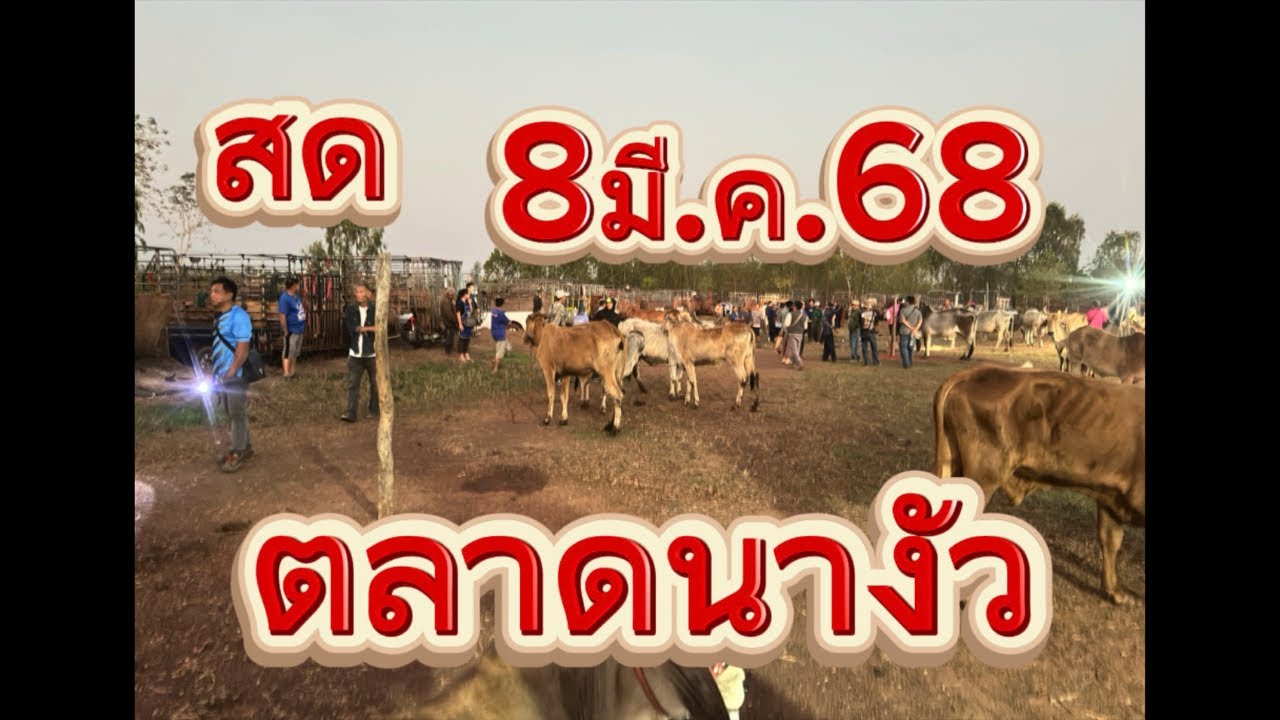 ชมบรรยากาศตลาดนัดโคกระบือนางัว อ.สว่าง จ.สกลนคร #ราคาวัววันนี้ 8/3/69