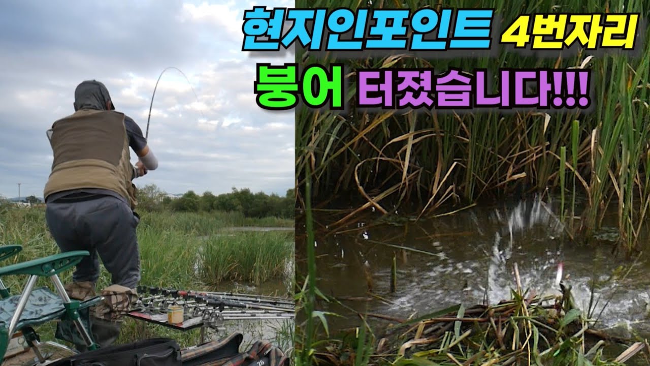 현지인 알음알음 빼먹는 4번자리!!! 붕어 터졌습니다!!! 가을 붕어낚시