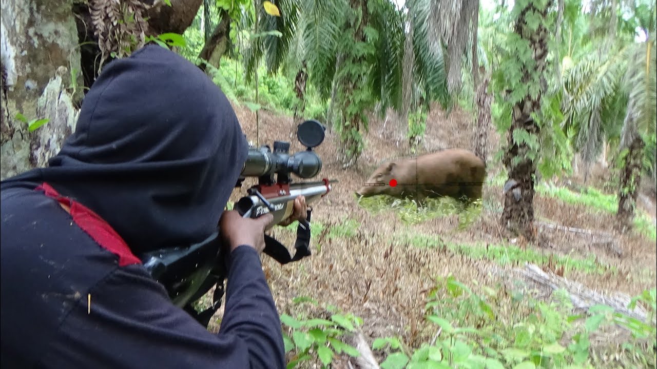 berburu babi hutan // spot super banyak super jinak super dekat poin gak banyak.