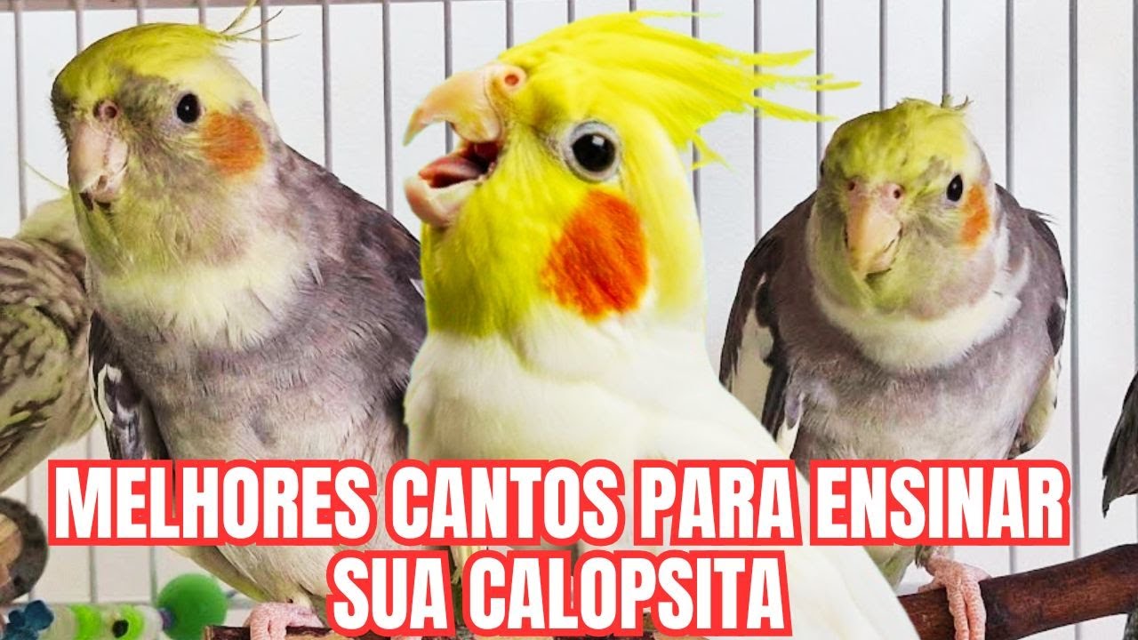 🎶Calopsita Cantando 🐦Cantos que Calopsitas mais gostam
