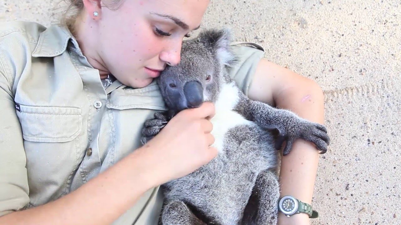 Koala joey runs over for belly tickles and cuddles