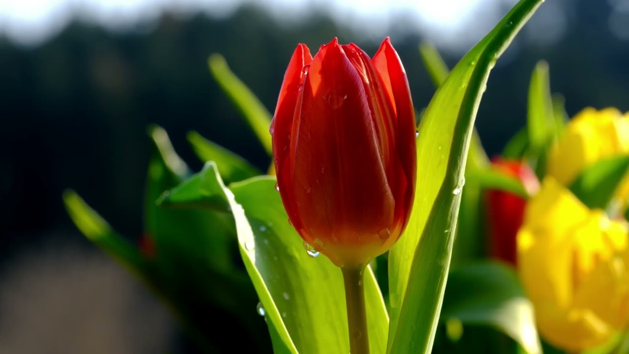 Les Tulipes