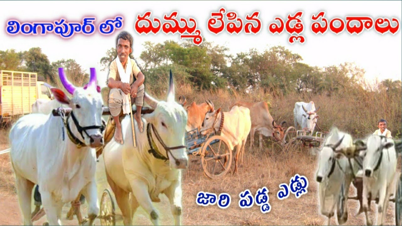 Bull race in Lingapur / Bull race in Telangana ఎడ్ల బండ్ల పోటీ 