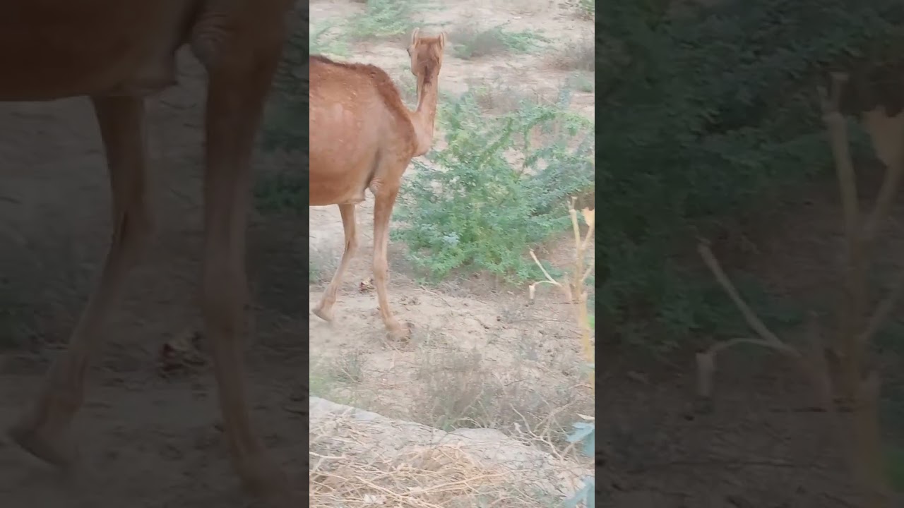 Hungry Camels 🐫 Wander into Jungle for Food &ndash; Epic Quest Goes Viral🔥#tharvlog #animal #camel #arbic