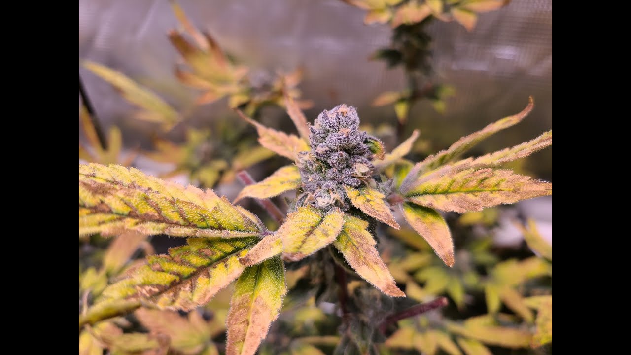 Week 8 Flower, Guava Casquitos By Bloom Seeds, RDWC Personal Grow