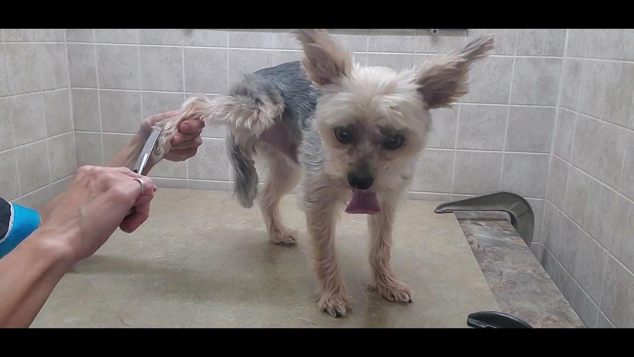 How to groom a Shorkie (Shih-Tzu/Yorkshire Terrier) dog breed, full groom transformation, glands