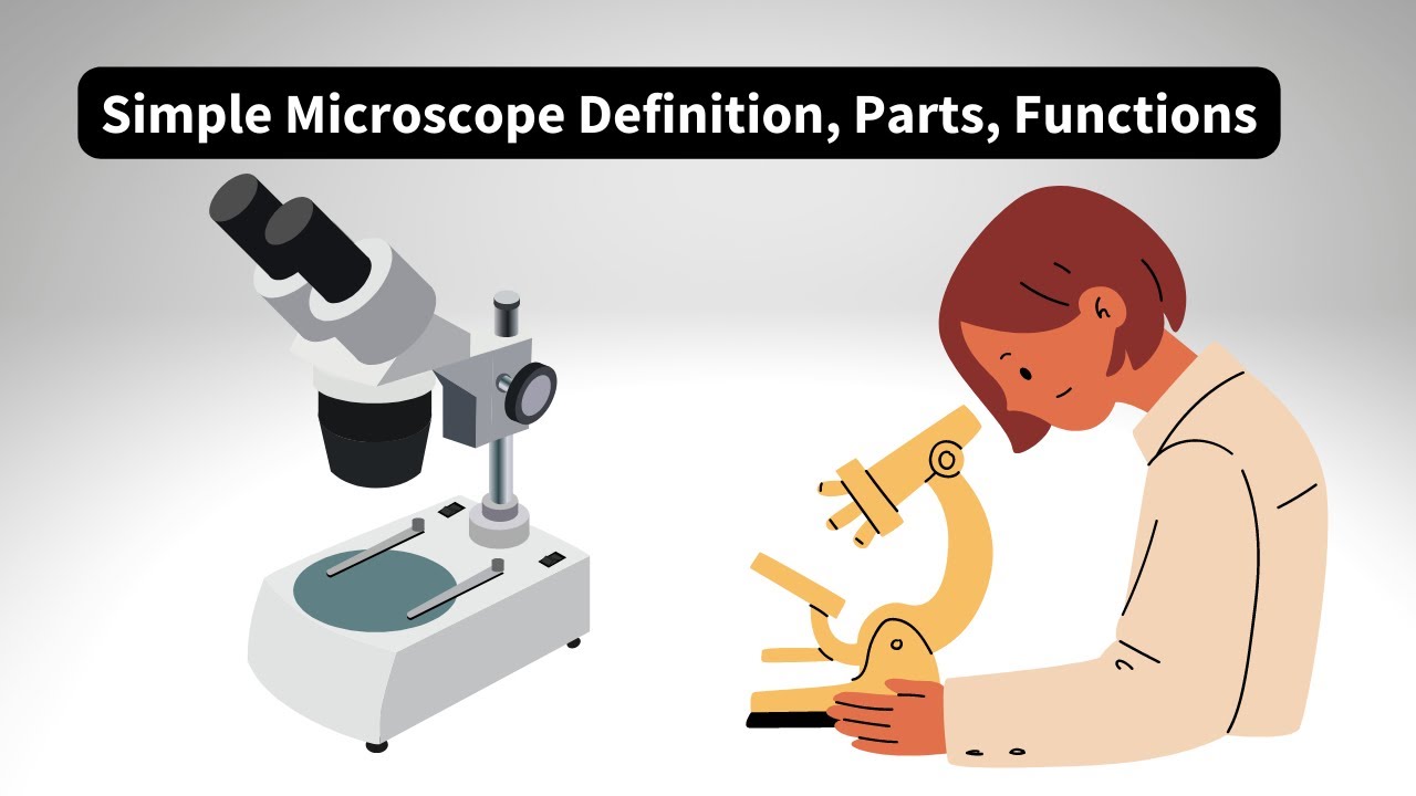 Simple Microscope Definition, Parts, Functions