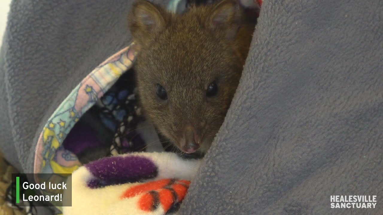 Leonard Longfoot the lucky potoroo