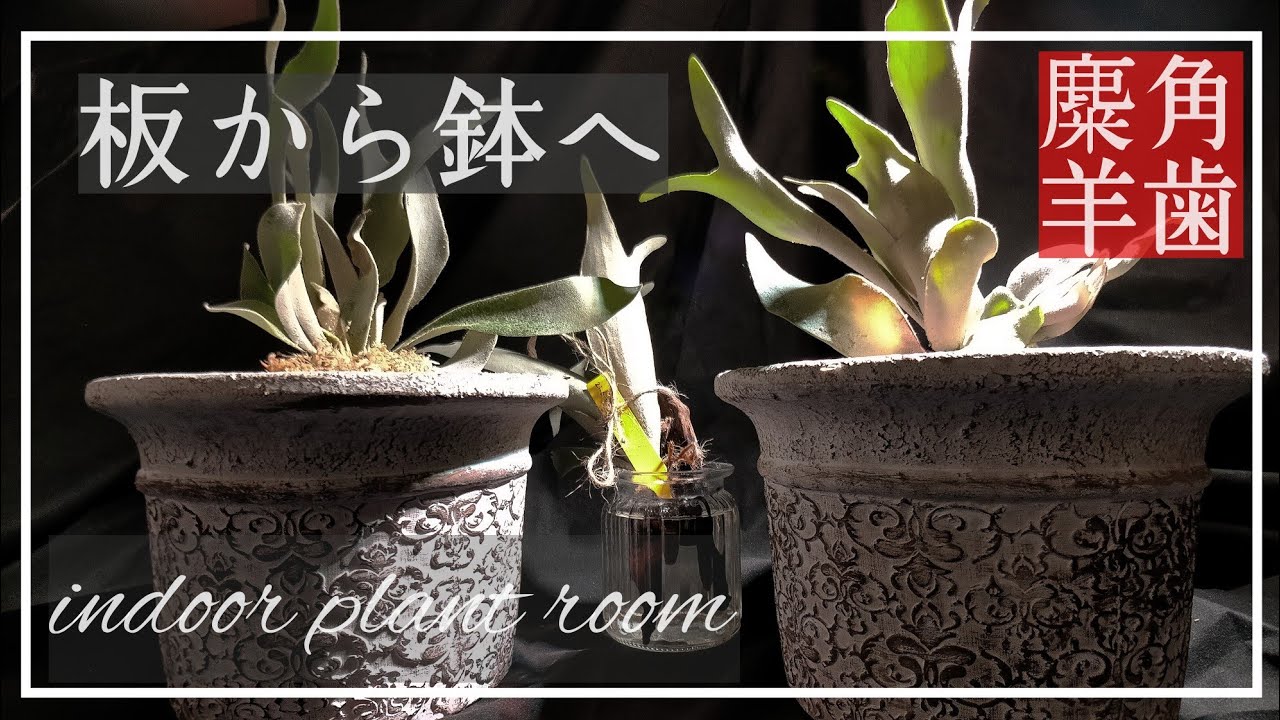 ビカクシダ(コウモリラン)板付から鉢植えに変更。 根腐れ？胞子葉、成長点と落下