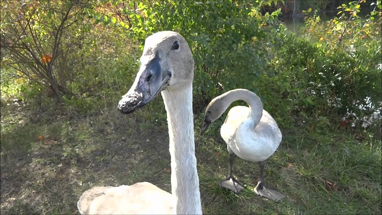 Trumpeter Swans